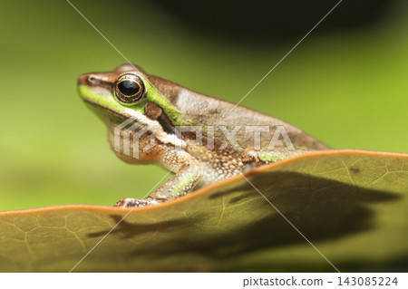 Eastern Dwarf Tree Frog Eastern Dwarf Tree Frog 143085224