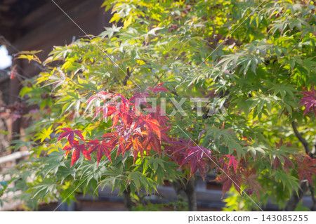 [Japan] Some of the maple trees at Fukagawa Hachifudodo in Koto Ward, Tokyo, have turned red with autumn colors. 143085255