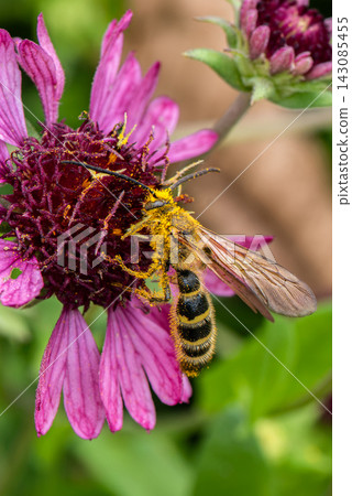 A bee covered in pollen perches on a pink flower. A bee covered in pollen perches on a pink flower. 143085455