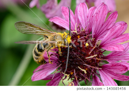 A bee with long, impressive antennae visited a pink flower. A bee with long, impressive antennae visited a pink flower. 143085456