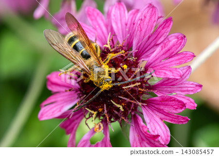 A pollen-covered bee with long antennae visits a pink flower. A pollen-covered bee with long antennae visits a pink flower. 143085457