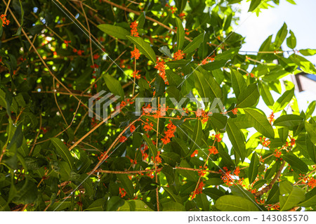 Orange osmanthus flowers and green leaves blooming in a Tokyo park Orange osmanthus flowers and green leaves blooming in a Tokyo park 143085570