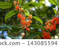 Orange osmanthus flowers and green leaves blooming in a Tokyo park 143085594