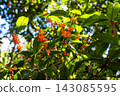 Orange osmanthus flowers and green leaves blooming in a Tokyo park 143085595