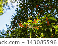 Orange osmanthus flowers and green leaves blooming in a Tokyo park 143085596