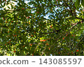 Orange osmanthus flowers and green leaves blooming in a Tokyo park 143085597