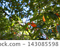 Orange osmanthus flowers and green leaves blooming in a Tokyo park 143085598