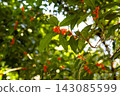 Orange osmanthus flowers and green leaves blooming in a Tokyo park 143085599
