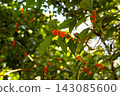 Orange osmanthus flowers and green leaves blooming in a Tokyo park 143085600