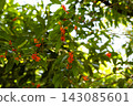 Orange osmanthus flowers and green leaves blooming in a Tokyo park 143085601