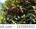 Orange osmanthus flowers and green leaves blooming in a Tokyo park 143085602