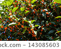 Orange osmanthus flowers and green leaves blooming in a Tokyo park 143085603