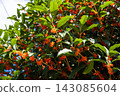 Orange osmanthus flowers and green leaves blooming in a Tokyo park 143085604