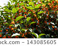Orange osmanthus flowers and green leaves blooming in a Tokyo park 143085605