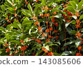 Orange osmanthus flowers and green leaves blooming in a Tokyo park 143085606