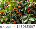 Orange osmanthus flowers and green leaves blooming in a Tokyo park 143085607
