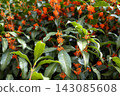 Orange osmanthus flowers and green leaves blooming in a Tokyo park 143085608