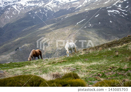 Horses on green meadow in the spring in Sierra Nevada National Park, Spain Horses on green meadow in the spring in Sierra Nevada National Park, Spain 143085703