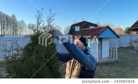 Male gardener in working gloves trimming a green thuja tree with hand pruner tool near a decorative wooden playhouse on a sunny day. 143085826