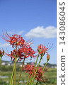 A cluster amaryllis that shines in the blue sky 143086045