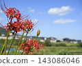 Higanbana that shines in the blue sky 143086046
