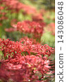 cluster spider lilies growing in clusters 143086048