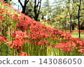 Cluster amaryllis in full bloom 143086050