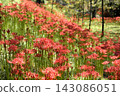 A cluster amaryllis in full bloom 143086051