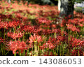 Spider lilies in full bloom in the shade of a tree 143086053