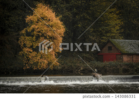 Orange leaved tree on the River Wear in Durham 143086331