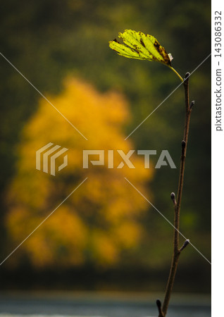 Autumn leaf with defocussed autumn tree Autumn leaf with defocussed autumn tree 143086332