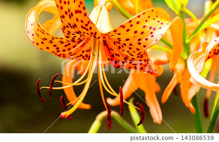 Flower of Onigari Flower of Onigari 143086539