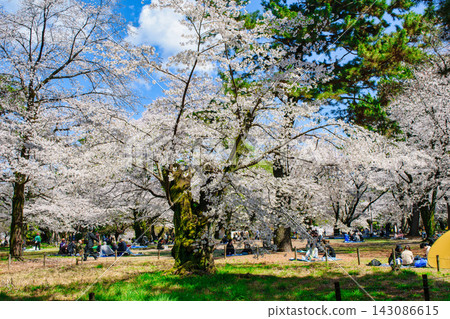 埼玉縣埼玉市大宮公園櫻花盛開 埼玉縣埼玉市大宮公園櫻花盛開 143086615
