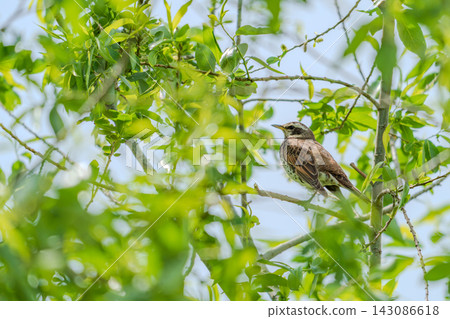 A thrush perched in the shade of a tree A thrush perched in the shade of a tree 143086618