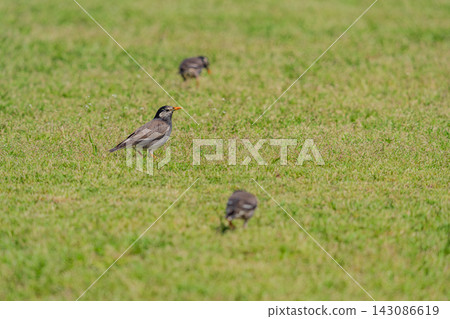 ling鳥走在草原上 ling鳥走在草原上 143086619