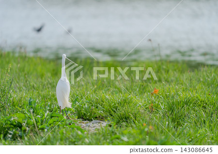 A little egret with its crest feathers fluttering in the wind. A little egret with its crest feathers fluttering in the wind. 143086645
