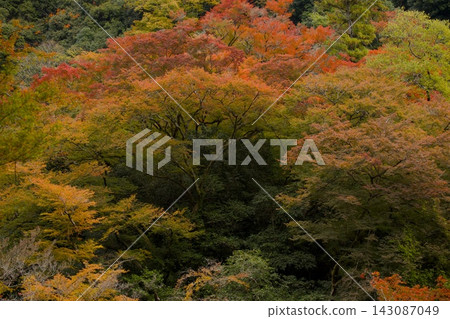 Autumn foliage at Meiji no Mori Minoo Quasi-National Park Autumn foliage at Meiji no Mori Minoo Quasi-National Park 143087049