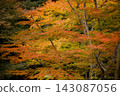 Autumn foliage at Meiji no Mori Minoo Quasi-National Park 143087056