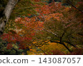 Autumn foliage at Meiji no Mori Minoo Quasi-National Park 143087057