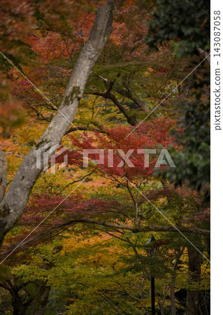 Autumn foliage at Meiji no Mori Minoo Quasi-National Park Autumn foliage at Meiji no Mori Minoo Quasi-National Park 143087058
