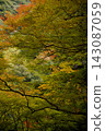 Autumn foliage at Meiji no Mori Minoo Quasi-National Park 143087059