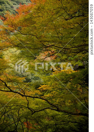 Autumn foliage at Meiji no Mori Minoo Quasi-National Park Autumn foliage at Meiji no Mori Minoo Quasi-National Park 143087059