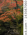 Autumn foliage at Meiji no Mori Minoo Quasi-National Park 143087060