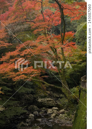 Autumn foliage at Meiji no Mori Minoo Quasi-National Park Autumn foliage at Meiji no Mori Minoo Quasi-National Park 143087060