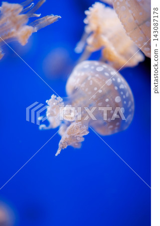 藍色背景上的白色水母 | 漂浮在水中的水母 藍色背景上的白色水母 | 漂浮在水中的水母 143087178