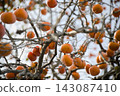 Cocoon 143087410