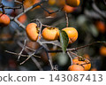 Cocoon 143087413