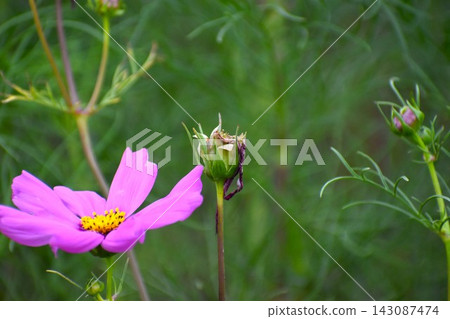 Cosmos flowers, a symbol of autumn blooming, are in a miserable state, sunburnt by the intense heat. Cosmos flowers, a symbol of autumn blooming, are in a miserable state, sunburnt by the intense heat. 143087474