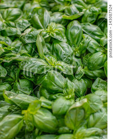 Fresh green basil leaves background with organic herb texture Fresh green basil leaves background with organic herb texture 143087524