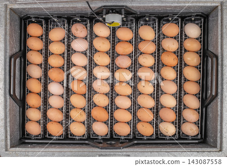 Rows of brown and beige eggs arranged in a metal incubator with a temperature control device visible on the top, showcasing a systematic hatching environment Rows of brown and beige eggs arranged in a metal incubator with a temperature control device visible on the top, showcasing a systematic hatching environment 143087558